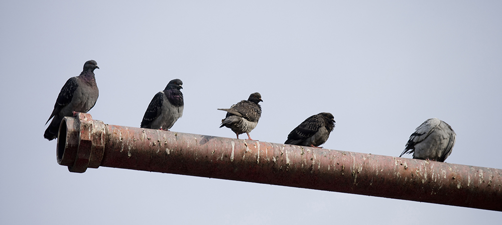 鳥の糞害あきらめていませんか?